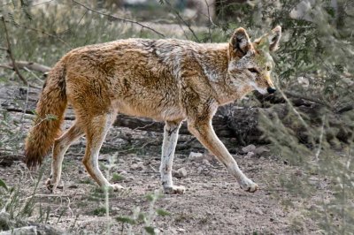Coyote