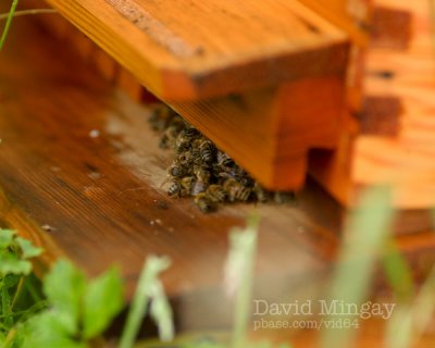 Jul 30: Bee problem?