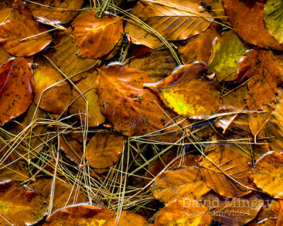 Oct 31: Leaves