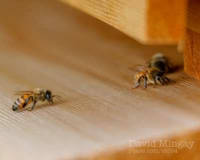 Jun 13: Bees