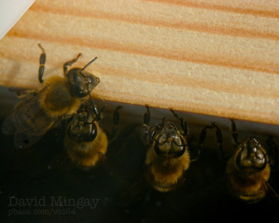 Jun 19: Bee sleep