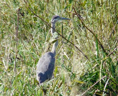 Great blue heron