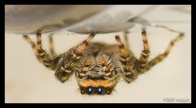 Upside Down