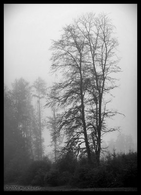 nebel-experiment
