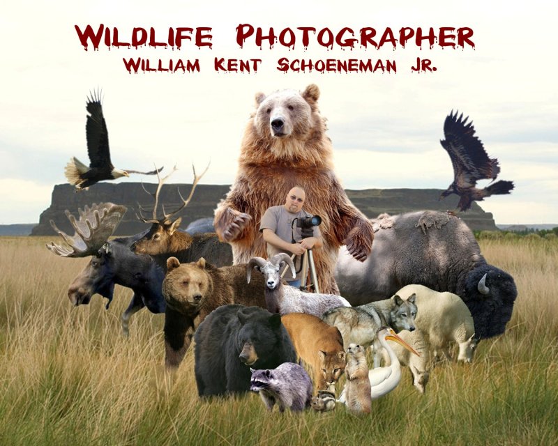 Wildlife photographer