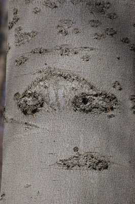 Forlorn Face in the Bark