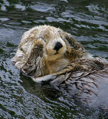 There Otter be a Law 4
