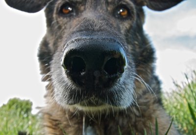 Dogs CAN fly! 1