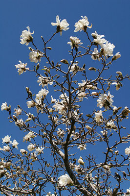 magnolias against the sky