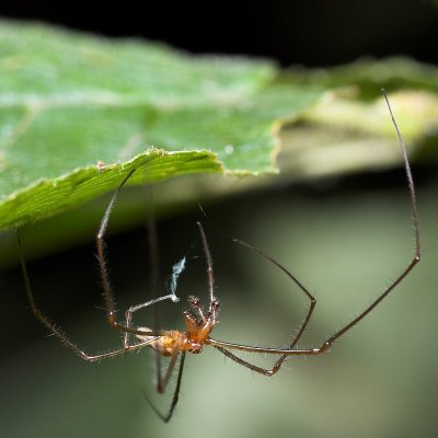 John Shaw's Closeups in Nature