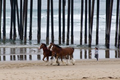 When I Dream I Hear Hoofbeats