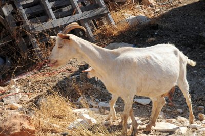 Naxos