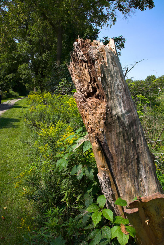 Caledonia Stump