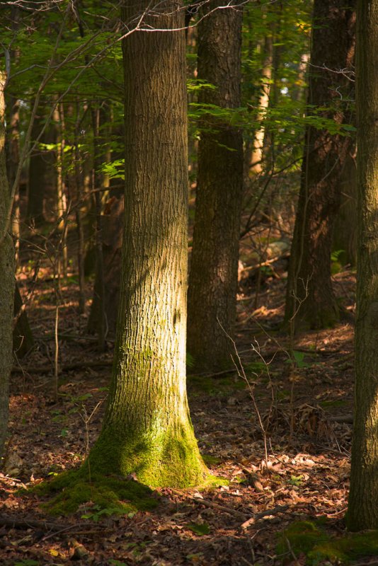 Dundas Conservation