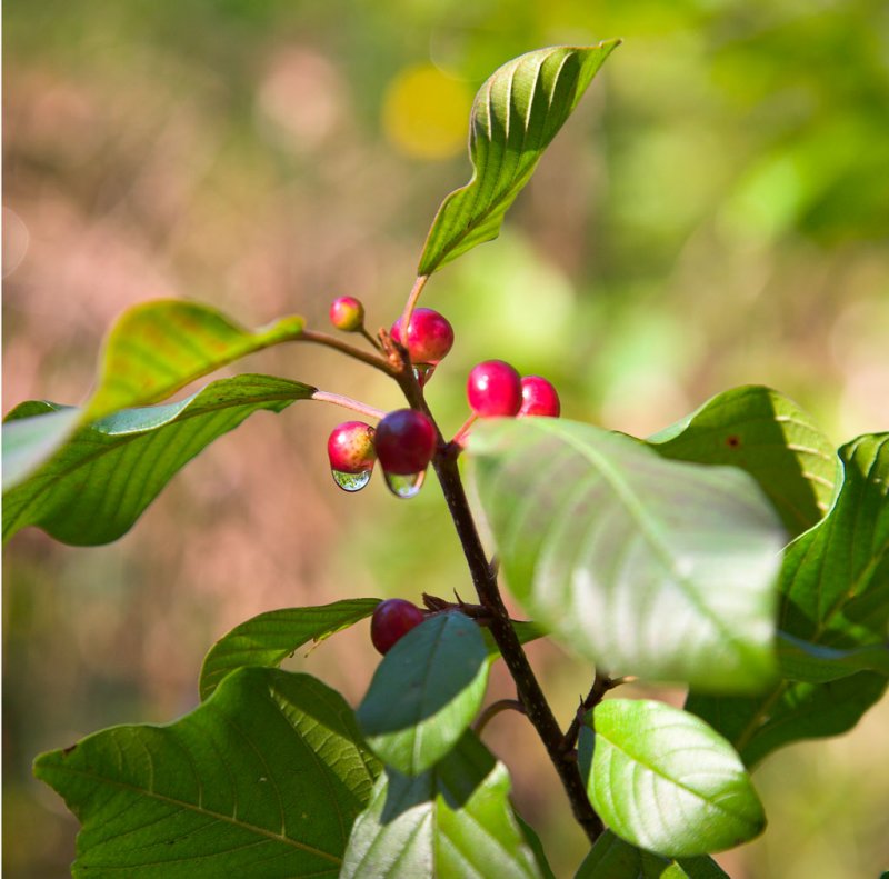 Oakville Cherries