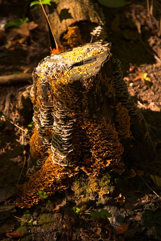 Fungus