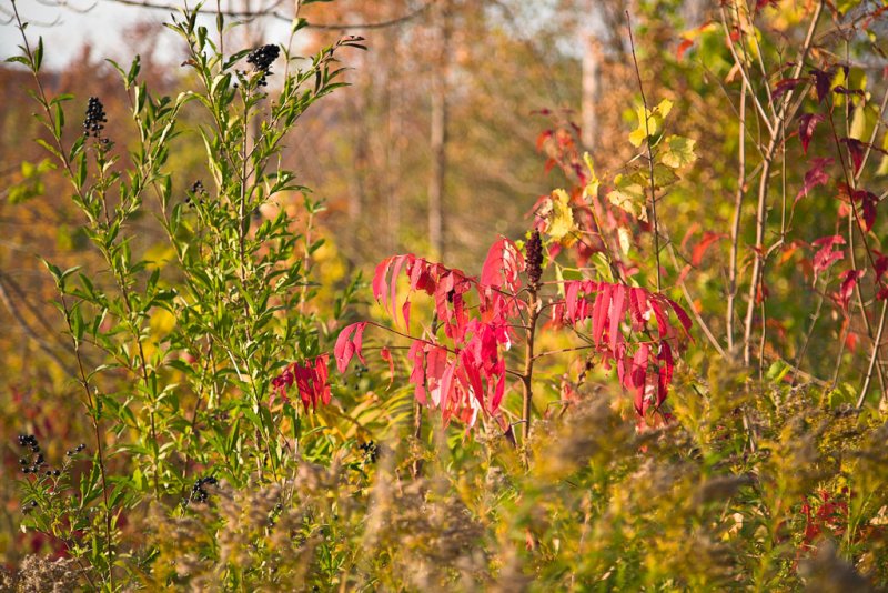 Beaver Valley