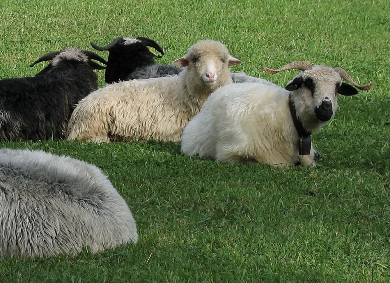 Sheep