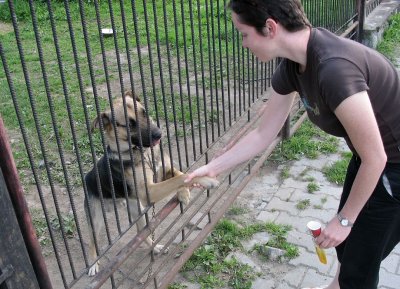 Even guard dogs are friendly in Poronin