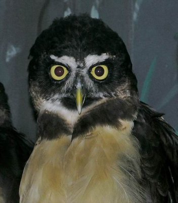  Spectacled  Owl
