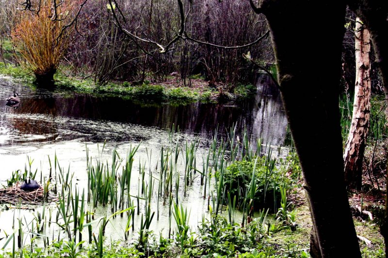 hollands landschap