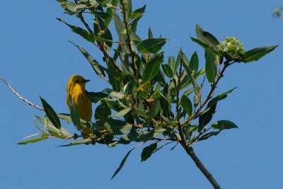 DSC_3596.jpg