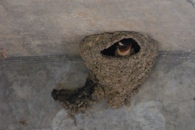 DSC_3720.jpg