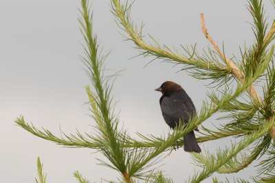 DSC_3776.jpg