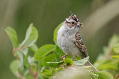 Sparrows, Wrens, Cowbirds, and Juncos