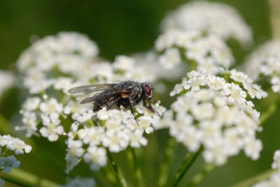 DSC_4866.jpg