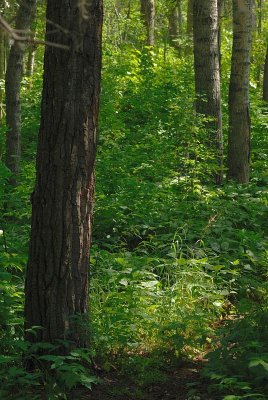 DSC_4915.jpg