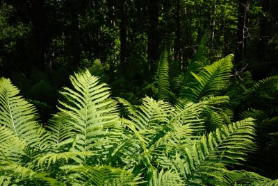 DSC_2638.jpg