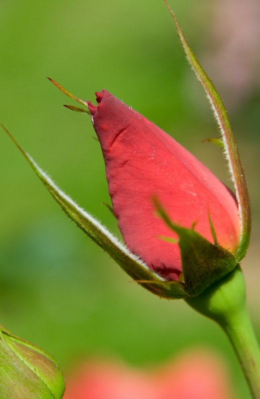 _DSC4237_cr.jpg