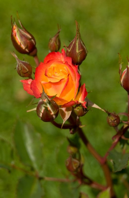 _DSC4251_cr.jpg