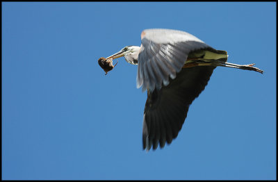 Heron In Flight