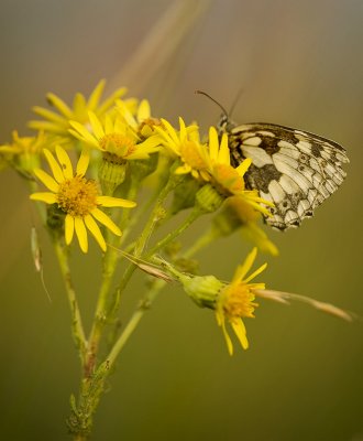 Marbled White