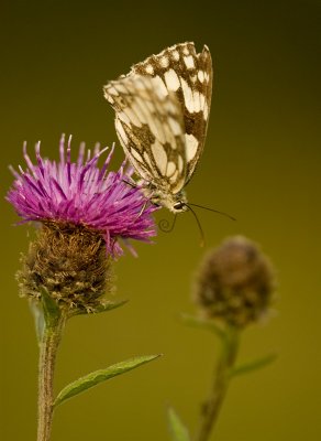 Marbled White on Napweed