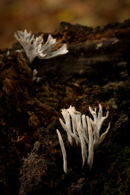 stagshorn fungi