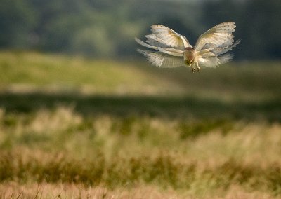 Barn Owl Hunting