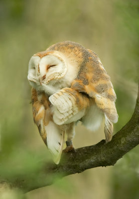 Barn Owl Preening