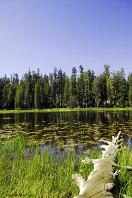 Pond in Yosemite