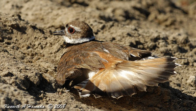 KIlldeer 013.jpg