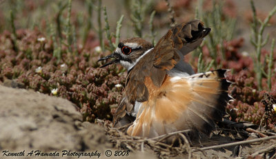 killdeer