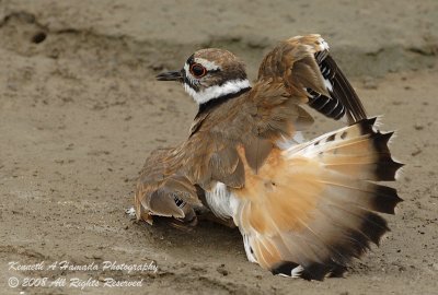 KIlldeer 015.jpg