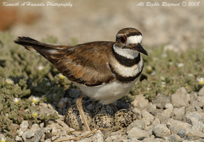 KIlldeer 016.jpg