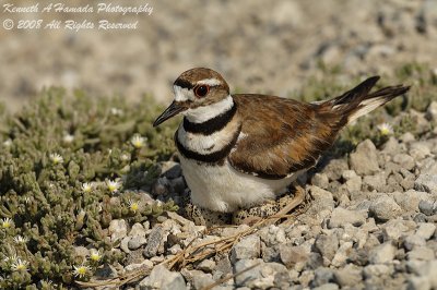 KIlldeer 017.jpg