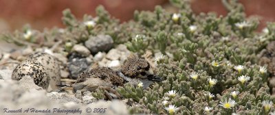 KIlldeer 018.jpg