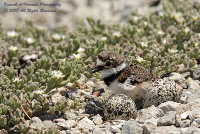 KIlldeer 019.jpg