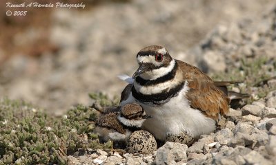 KIlldeer 020.jpg