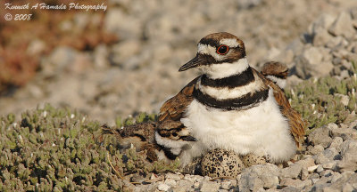 KIlldeer 021.jpg